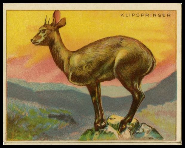 T29 42 Klipspringer.jpg